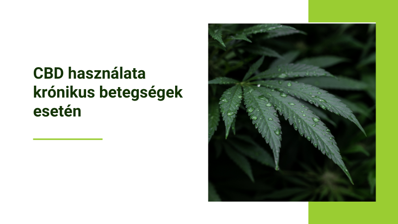 CBD krónikus betegségek esetén